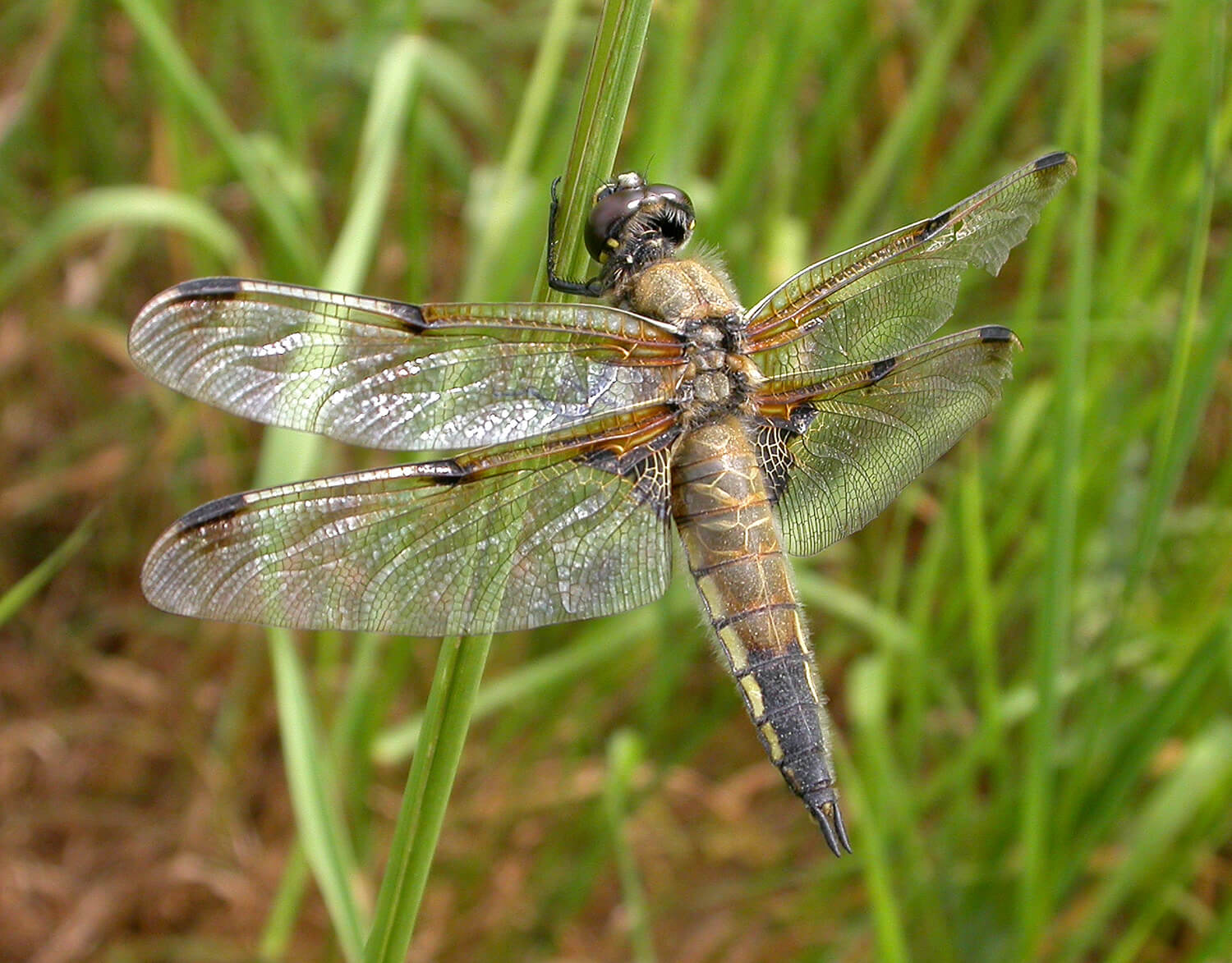 Female Four-spotted Chaser female by David Kitching